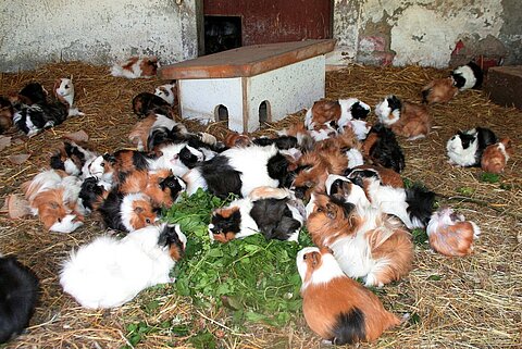 Gehege mit über 70 zum Teil kranken Meerschweinchen. 