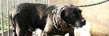 Animal Hoarding - Fall Thüringen Vitzeroda – Hund mit deformierten Beinen aufgrund von Fehlernährung in Kombination mit einer Haltung im Dunkeln.
